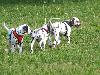 ASSONANZA DALMATIANS -  1st. meeting  ( 11 weeks old )