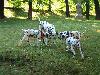 ASSONANZA DALMATIANS -meeting 3.6.2011 (12 weeks old )