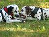 ASSONANZA DALMATIANS -meeting 3.6.2011 (12 weeks old )