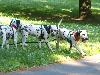 ASSONANZA DALMATIANS -meeting 3.6.2011 (12 weeks old )