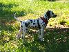 ASSONANZA DALMATIANS -meeting 3.6.2011 (12 weeks old )