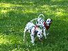 ASSONANZA DALMATIANS -meeting 3.6.2011 (12 weeks old )