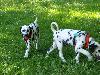 ASSONANZA DALMATIANS -meeting 3.6.2011 (12 weeks old )