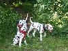 ASSONANZA DALMATIANS -meeting 3.6.2011 (12 weeks old )