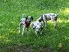 ASSONANZA DALMATIANS -meeting 3.6.2011 (12 weeks old )