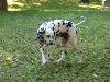 ASSONANZA DALMATIANS -meeting 3.6.2011 (12 weeks old )