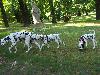 ASSONANZA DALMATIANS -meeting 3.6.2011 (12 weeks old )