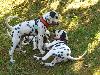 ASSONANZA DALMATIANS -meeting 3.6.2011 (12 weeks old )