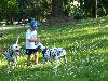 ASSONANZA DALMATIANS -meeting 3.6.2011 (12 weeks old )