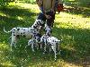 ASSONANZA DALMATIANS -meeting 3.6.2011 (12 weeks old )