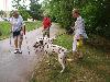 ASSONANZA DALMATIANS MEETING - 3 MONTHS OLD 