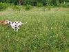 ASSONANZA DALMATIANS MEETING - 3 MONTHS OLD 