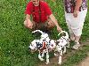 ASSONANZA DALMATIANS MEETING - 3 MONTHS OLD 