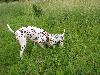 ASSONANZA DALMATIANS MEETING - 3 MONTHS OLD 