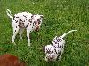 ASSONANZA DALMATIANS MEETING - 3 MONTHS OLD 