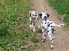 ASSONANZA DALMATIANS MEETING - 3 MONTHS OLD 