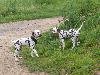 ASSONANZA DALMATIANS MEETING - 3 MONTHS OLD 