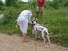 ASSONANZA DALMATIANS MEETING - 3 MONTHS OLD 