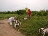 ASSONANZA DALMATIANS MEETING - 3 MONTHS OLD 