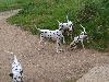 ASSONANZA DALMATIANS MEETING - 3 MONTHS OLD 