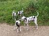 ASSONANZA DALMATIANS MEETING - 3 MONTHS OLD 