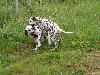 ASSONANZA DALMATIANS MEETING - 3 MONTHS OLD 