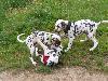 ASSONANZA DALMATIANS MEETING - 3 MONTHS OLD 