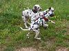 ASSONANZA DALMATIANS MEETING - 3 MONTHS OLD 