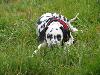 ASSONANZA DALMATIANS MEETING - 3 MONTHS OLD 