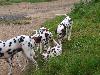 ASSONANZA DALMATIANS MEETING - 3 MONTHS OLD 