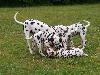 ASSONANZA DALMATIANS MEETING - 3 MONTHS OLD 