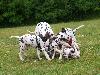 ASSONANZA DALMATIANS MEETING - 3 MONTHS OLD 