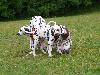 ASSONANZA DALMATIANS MEETING - 3 MONTHS OLD 