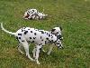 ASSONANZA DALMATIANS MEETING - 3 MONTHS OLD 