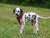 ASSONANZA DALMATIANS MEETING - 3 MONTHS OLD 