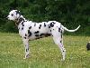 ASSONANZA DALMATIANS MEETING - 3 MONTHS OLD 