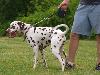 ASSONANZA DALMATIANS MEETING - 3 MONTHS OLD 