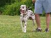 ASSONANZA DALMATIANS MEETING - 3 MONTHS OLD 