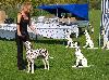 CLUB SHOW VOHRINGEN (D) 9/11 - ATILLIO VERY PROMISING 1 !! ( Puppy class )