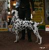 ATILLIO DI ASSONANZA - VERY PROMISING 1 ( Puppy class 5/5 )