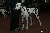 ANDINO DI ASSONANZA - VERY PROMISING 2 ( Puppy class 5/5 )