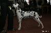 ANDINO DI ASSONANZA - VERY PROMISING 2 ( Puppy class 5/5 )