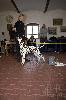 Club Show DALMATIAN CLUB  CZ ( VINO ) - ATILLIO VP 1 ( Puppy cl.)