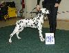 CACIB  TRENN (SK) 1/12- ANDY EXC. 1, CAJC ( Yoth cl.) 