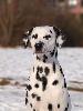 ASSONANZA DALMATIANS :-)