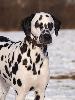 ASSONANZA DALMATIANS :-)