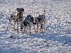 ASSONANZA DALMATIANS :-)