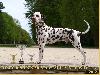 JUNIOR CHAMPION DALMATIAN CLUB CZ 