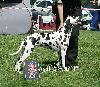 SPECIAL SHOW of DALMATIAN CLUB CZ 2012 - ARGIA - Exc. 3 ( Youth cl. female 5/5 )