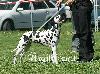  SPECIAL SHOW of DALMATIAN CLUB CZ 2012 - ARGIA - Exc. 3 ( Youth cl. female 5/5 ) 